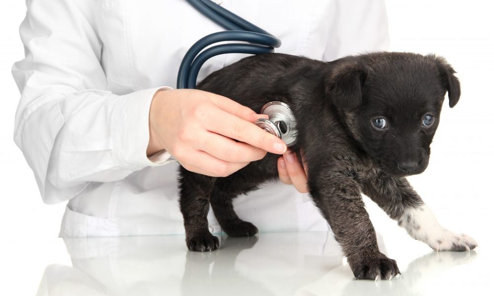 犬の血尿は病気の可能性がある なぜ出るのか原因や予防法など解説 立川市の動物病院 すみれペットクリニック 犬 猫