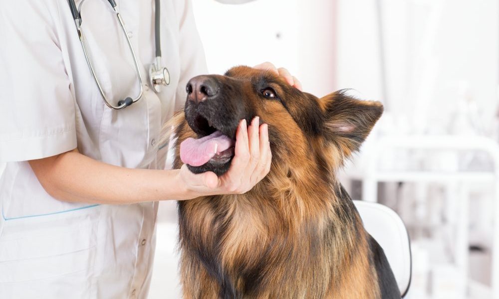 犬が吐く原因は 対処法や獣医師にみせるタイミングなどを解説 立川市の動物病院 すみれペットクリニック 犬 猫など