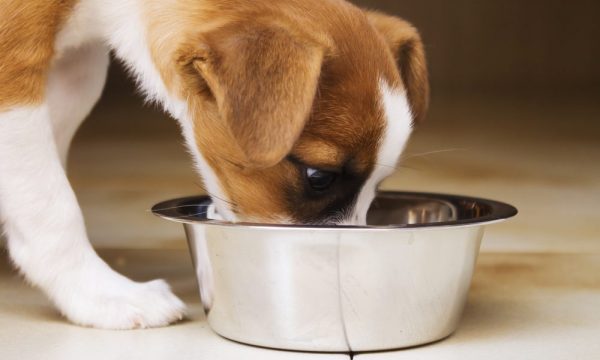 犬はなぜ下痢をするの？ 正常な便通との違いや原因と対処法など解説サムネイル