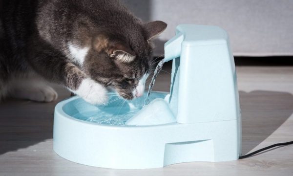 猫が水をよく飲むのは病気のサイン？多水多尿のチェック方法も解説しますサムネイル