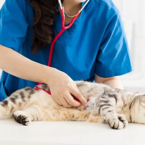 猫が下痢をしたときは病気のサイン？原因と対処法を解説しますサムネイル