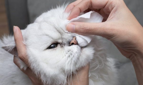 猫の目やにが多いのは病気？目やにの量から推測される病気とはサムネイル